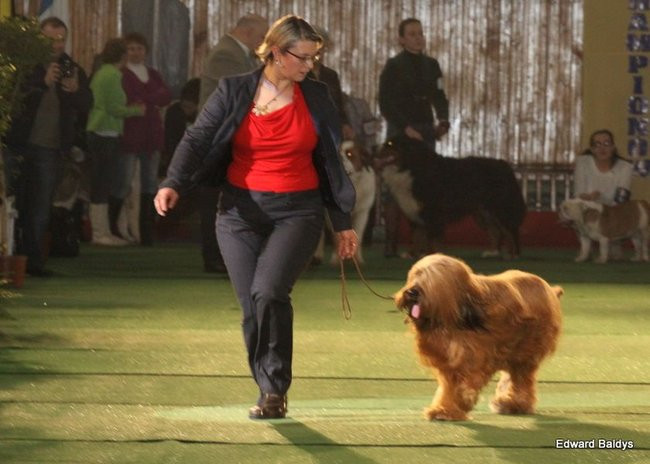Brutus i Zuzia zwycięzcami wystawy psów (zdjęcia)