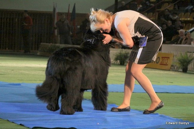 Brutus i Zuzia zwycięzcami wystawy psów (zdjęcia)