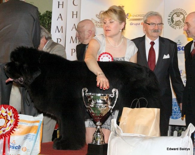 Brutus i Zuzia zwycięzcami wystawy psów (zdjęcia)