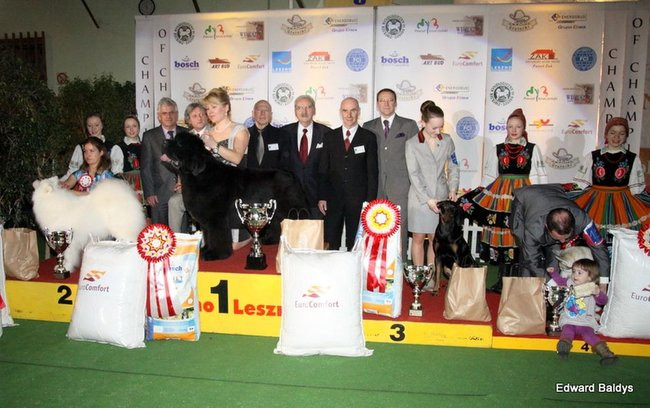 Brutus i Zuzia zwycięzcami wystawy psów (zdjęcia)