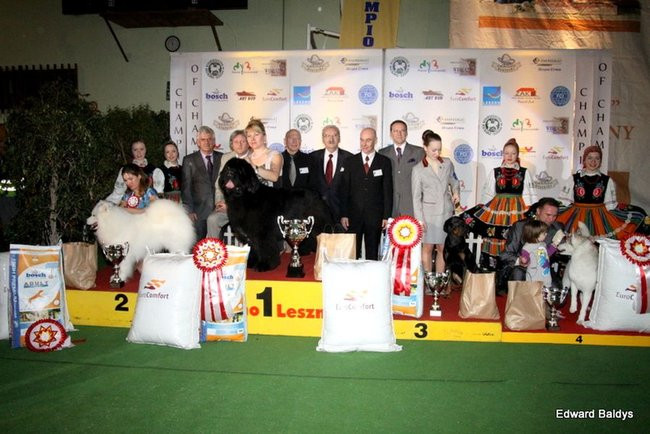 Brutus i Zuzia zwycięzcami wystawy psów (zdjęcia)