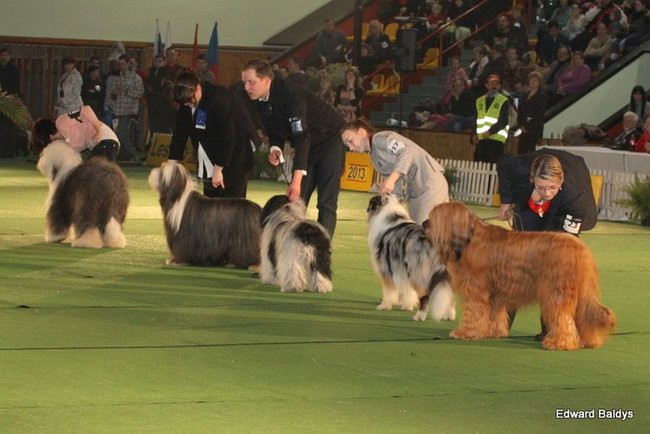 Brutus i Zuzia zwycięzcami wystawy psów (zdjęcia)