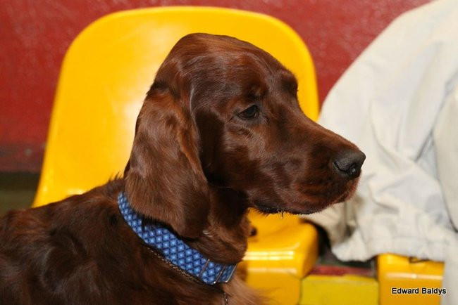 Brutus i Zuzia zwycięzcami wystawy psów (zdjęcia)