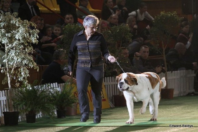 Brutus i Zuzia zwycięzcami wystawy psów (zdjęcia)