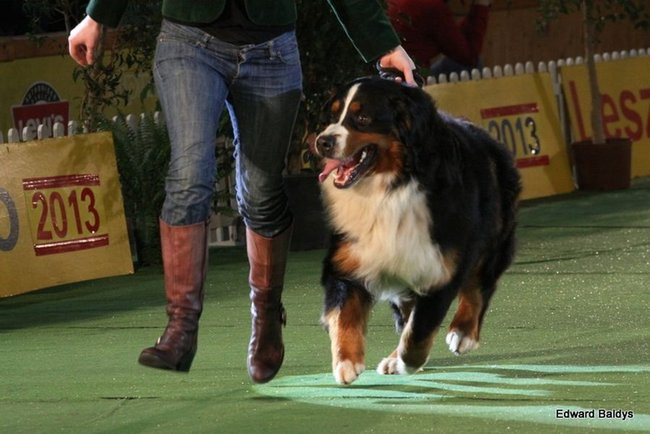 Brutus i Zuzia zwycięzcami wystawy psów (zdjęcia)