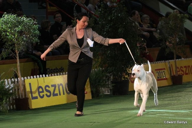 Brutus i Zuzia zwycięzcami wystawy psów (zdjęcia)