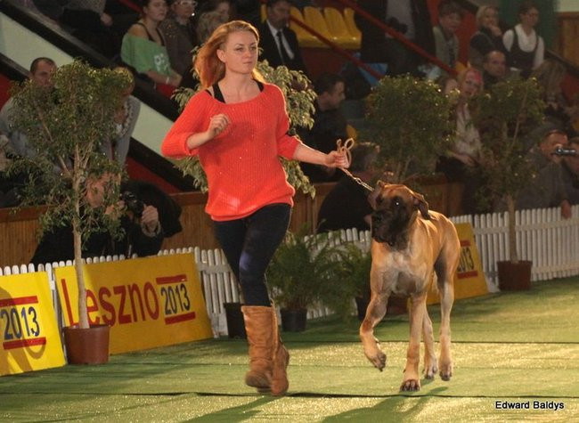 Brutus i Zuzia zwycięzcami wystawy psów (zdjęcia)