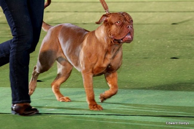 Brutus i Zuzia zwycięzcami wystawy psów (zdjęcia)