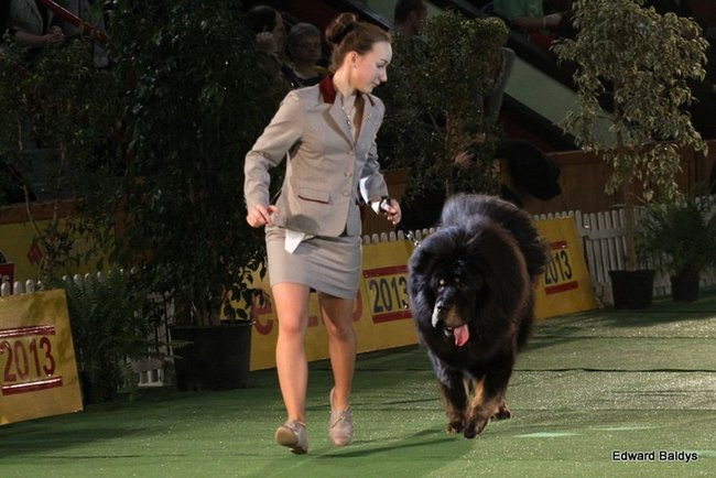 Brutus i Zuzia zwycięzcami wystawy psów (zdjęcia)