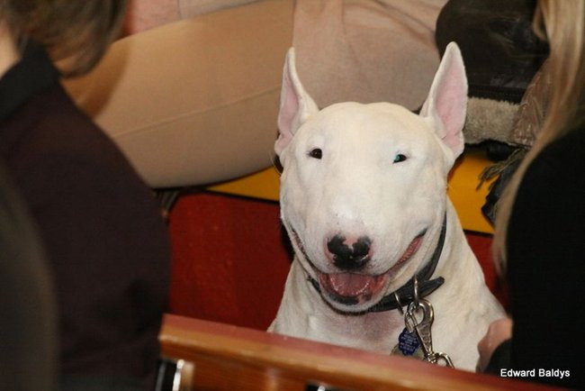 Brutus i Zuzia zwycięzcami wystawy psów (zdjęcia)