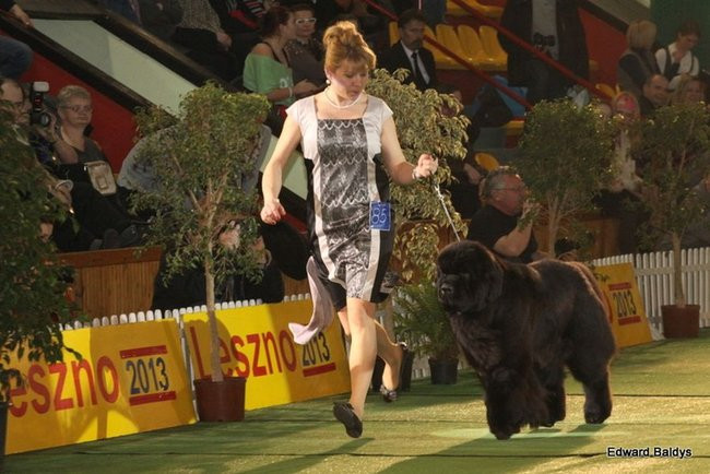 Brutus i Zuzia zwycięzcami wystawy psów (zdjęcia)