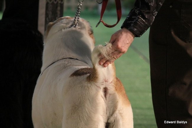 Brutus i Zuzia zwycięzcami wystawy psów (zdjęcia)