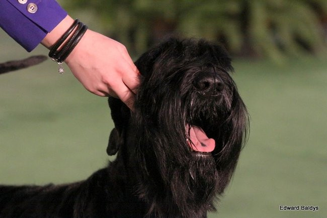 Brutus i Zuzia zwycięzcami wystawy psów (zdjęcia)