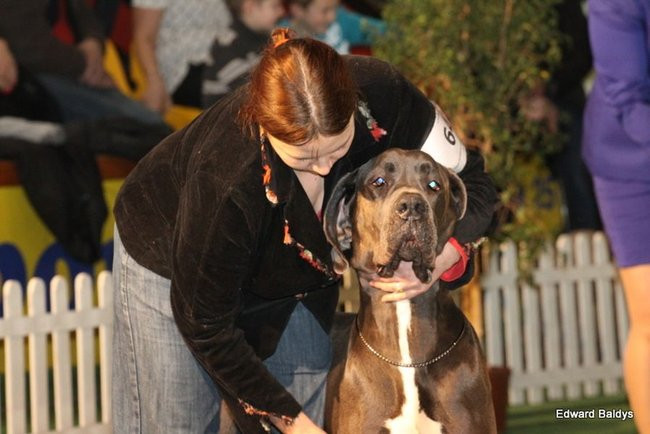 Brutus i Zuzia zwycięzcami wystawy psów (zdjęcia)