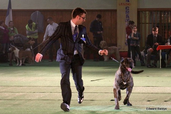 Brutus i Zuzia zwycięzcami wystawy psów (zdjęcia)