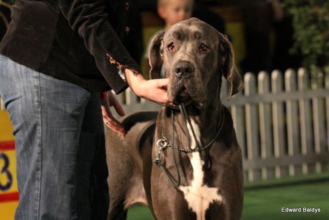 Brutus i Zuzia zwycięzcami wystawy psów (zdjęcia)