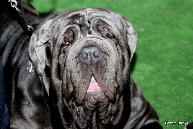 Brutus i Zuzia zwycięzcami wystawy psów (zdjęcia)