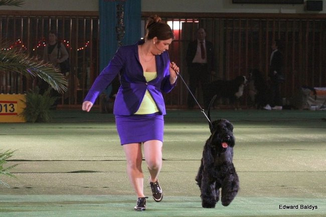 Brutus i Zuzia zwycięzcami wystawy psów (zdjęcia)