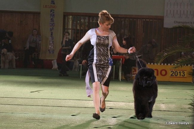 Brutus i Zuzia zwycięzcami wystawy psów (zdjęcia)