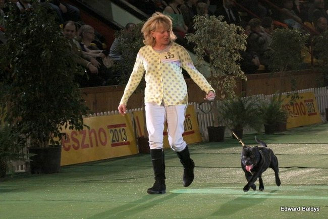 Brutus i Zuzia zwycięzcami wystawy psów (zdjęcia)