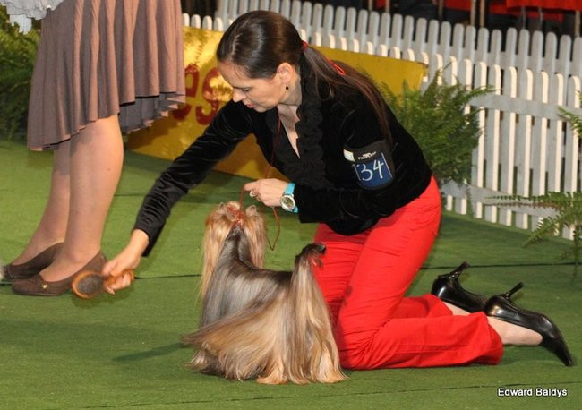 Brutus i Zuzia zwycięzcami wystawy psów (zdjęcia)