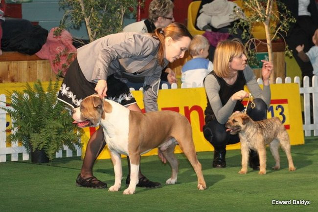 Brutus i Zuzia zwycięzcami wystawy psów (zdjęcia)