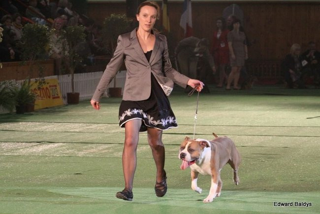 Brutus i Zuzia zwycięzcami wystawy psów (zdjęcia)