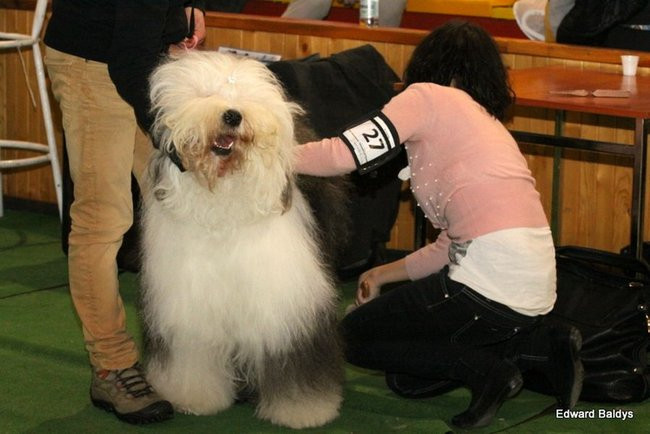 Brutus i Zuzia zwycięzcami wystawy psów (zdjęcia)