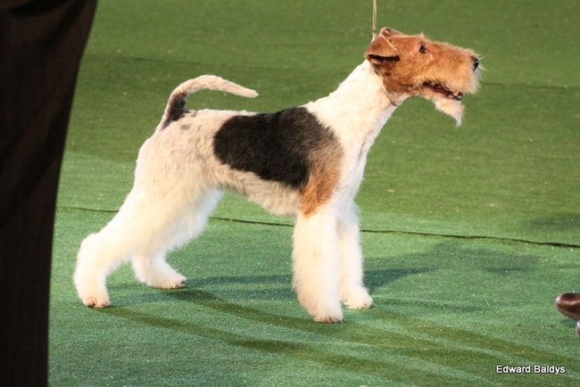 Brutus i Zuzia zwycięzcami wystawy psów (zdjęcia)