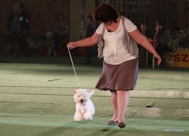 Brutus i Zuzia zwycięzcami wystawy psów (zdjęcia)