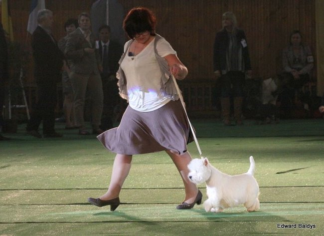 Brutus i Zuzia zwycięzcami wystawy psów (zdjęcia)