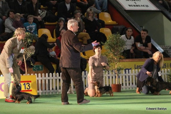 Brutus i Zuzia zwycięzcami wystawy psów (zdjęcia)