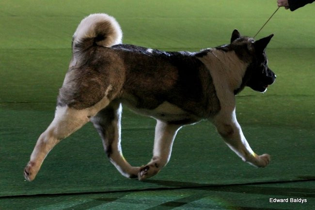 Brutus i Zuzia zwycięzcami wystawy psów (zdjęcia)