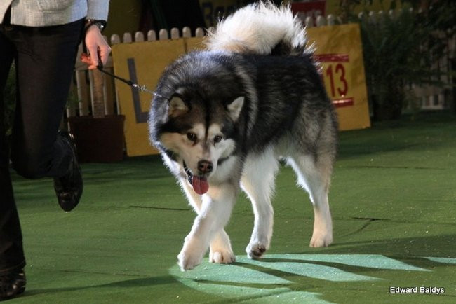 Brutus i Zuzia zwycięzcami wystawy psów (zdjęcia)