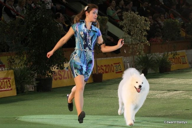 Brutus i Zuzia zwycięzcami wystawy psów (zdjęcia)