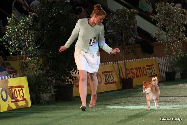Brutus i Zuzia zwycięzcami wystawy psów (zdjęcia)