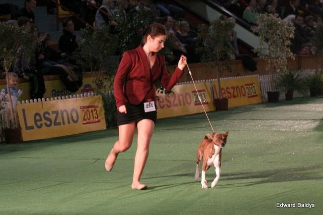 Brutus i Zuzia zwycięzcami wystawy psów (zdjęcia)
