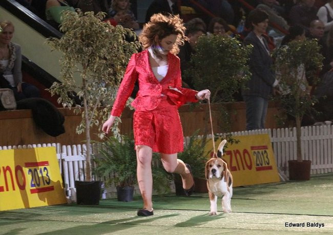 Brutus i Zuzia zwycięzcami wystawy psów (zdjęcia)