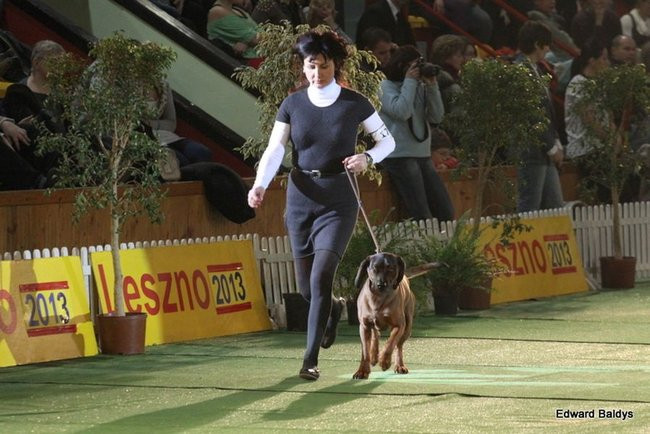 Brutus i Zuzia zwycięzcami wystawy psów (zdjęcia)