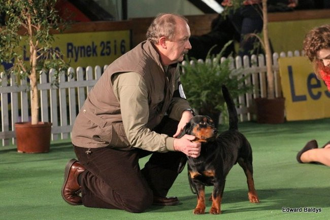 Brutus i Zuzia zwycięzcami wystawy psów (zdjęcia)