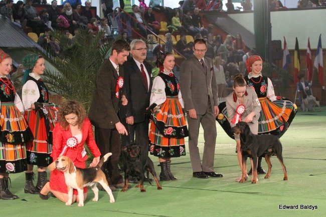 Brutus i Zuzia zwycięzcami wystawy psów (zdjęcia)