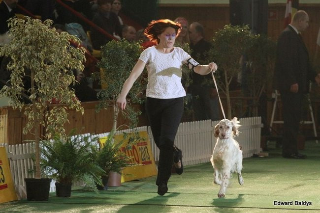 Brutus i Zuzia zwycięzcami wystawy psów (zdjęcia)