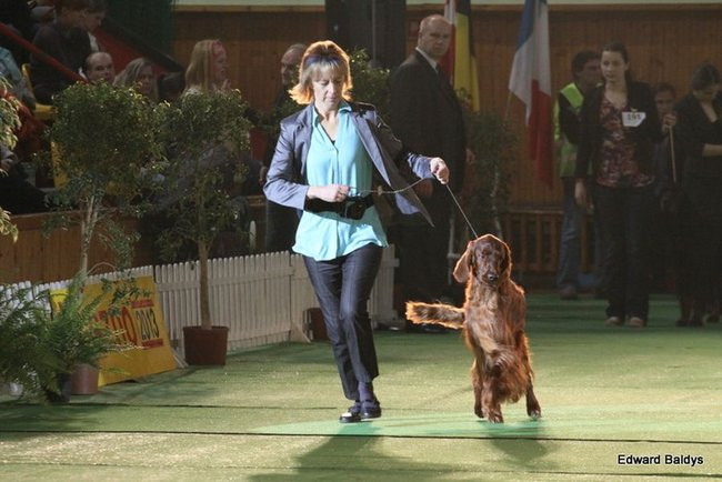 Brutus i Zuzia zwycięzcami wystawy psów (zdjęcia)