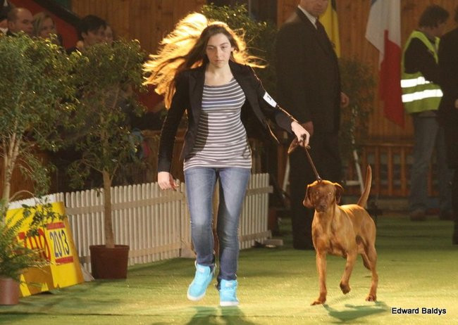 Brutus i Zuzia zwycięzcami wystawy psów (zdjęcia)