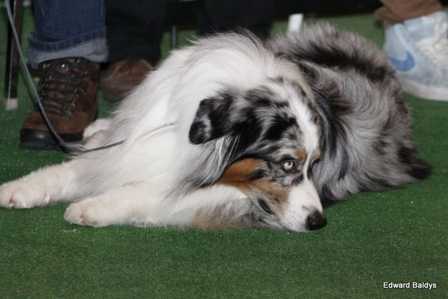 Brutus i Zuzia zwycięzcami wystawy psów (zdjęcia)