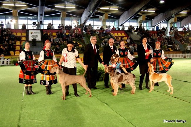 Brutus i Zuzia zwycięzcami wystawy psów (zdjęcia)