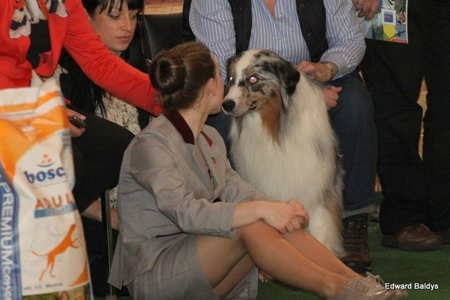 Brutus i Zuzia zwycięzcami wystawy psów (zdjęcia)