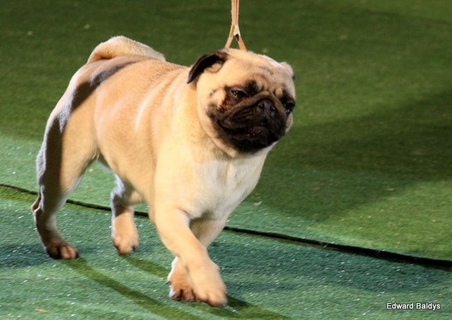 Brutus i Zuzia zwycięzcami wystawy psów (zdjęcia)