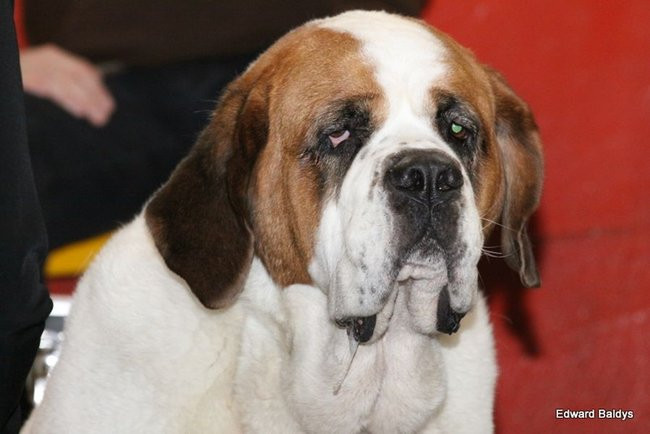 Brutus i Zuzia zwycięzcami wystawy psów (zdjęcia)