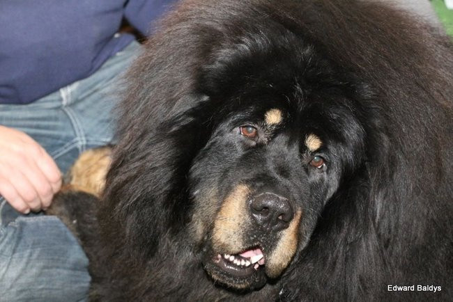 Brutus i Zuzia zwycięzcami wystawy psów (zdjęcia)